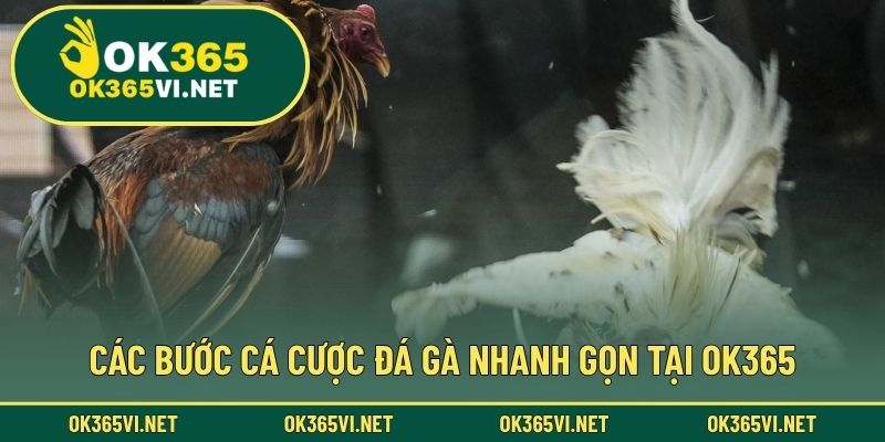 Các bước cá cược đá gà nhanh gọn tại OK365