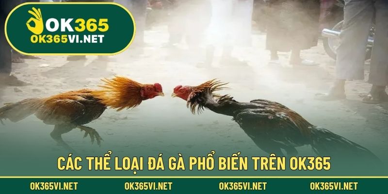Các thể loại đá gà phổ biến trên OK365