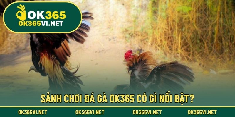 Sảnh chơi đá gà OK365 có gì nổi bật?